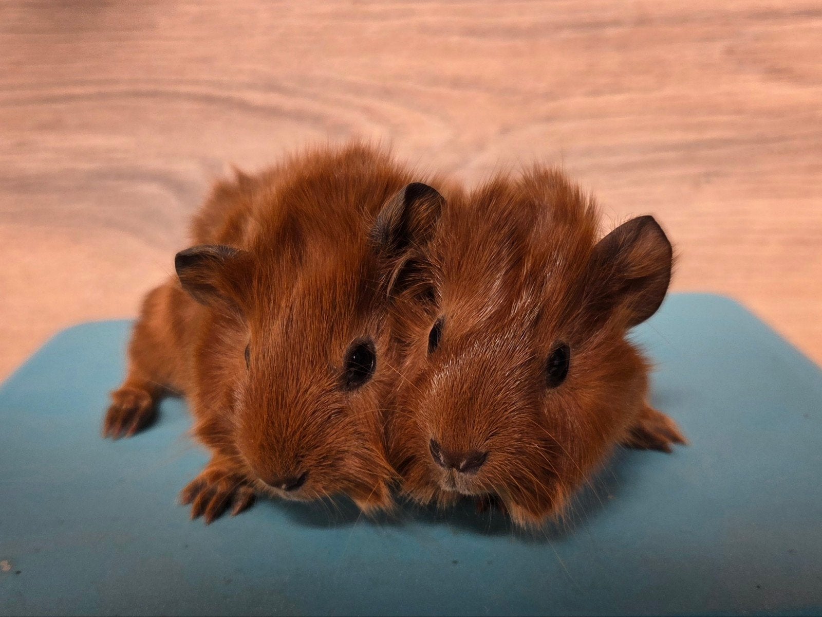 Twee borstelbroertjes, Dieren en Toebehoren, September, Mannelijk, Cavia