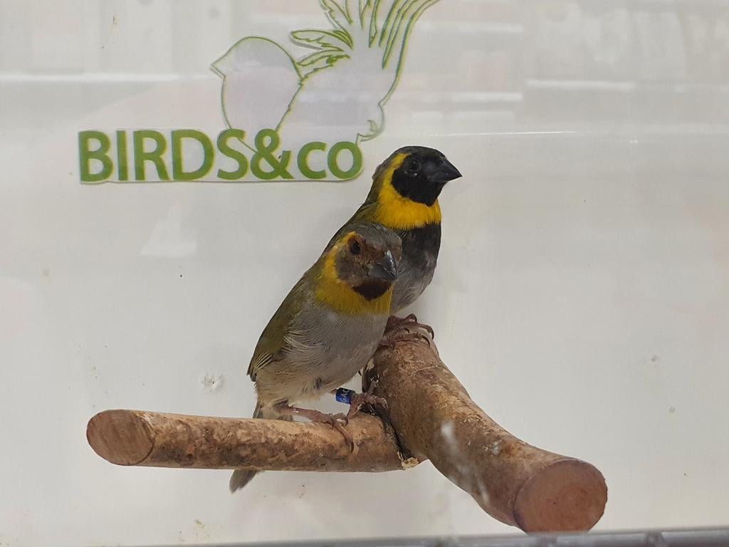 Gevraagd! Div. Tropen gezocht., Dieren en Toebehoren, Vogels | Overige Vogels, Meerdere dieren, Tropenvogel