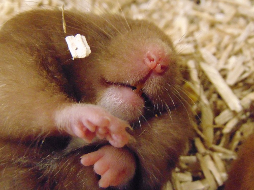Jonge tamme hamsters in Assen., Hamster, Augustus, Meerdere dieren, Tam