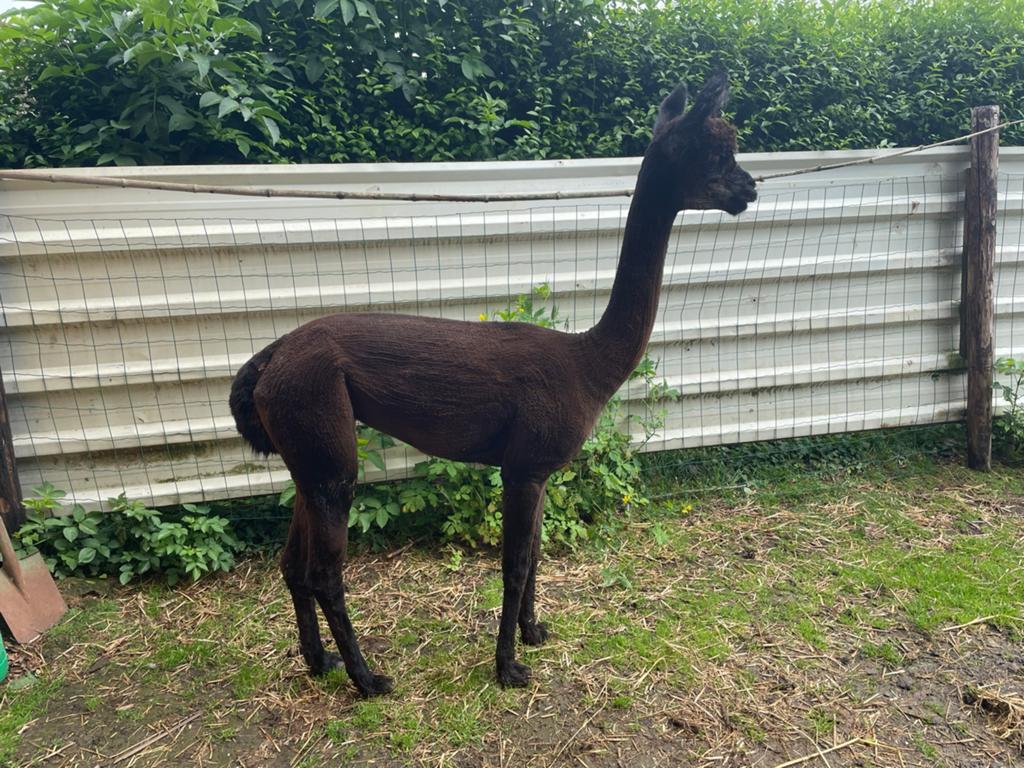 Te koop jonge alpaca merrie, Dieren en Toebehoren, Overige Dieren, Mei, Vrouwelijk