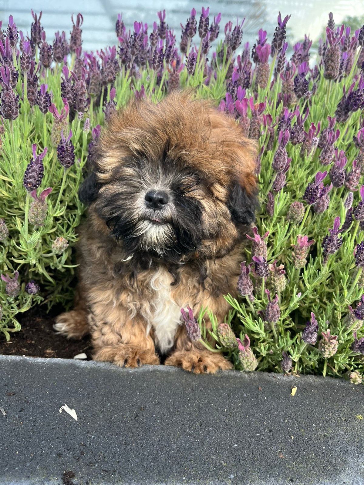 Deze knapperd zoekt nog een warm huisje, Nederland, Parvo, Overige rassen, 8 tot 15 weken