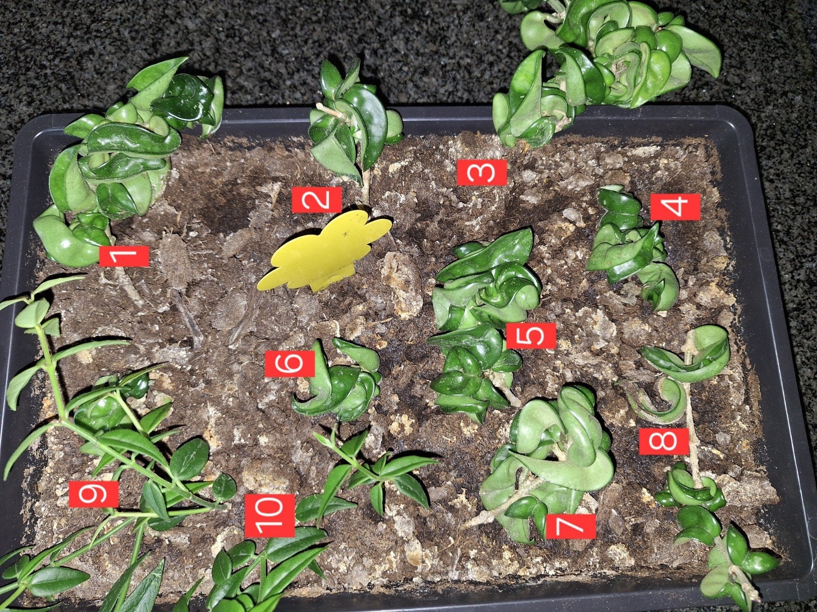 Hoya Carnosa compacta, Huis en Inrichting, Ophalen of Verzenden, Halfschaduw, Minder dan 100 cm