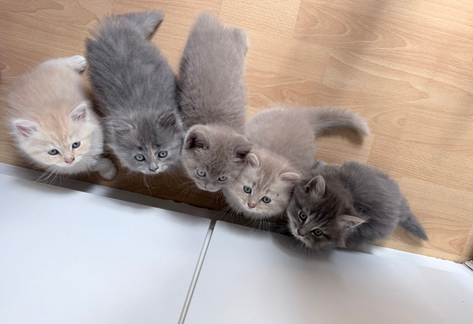 5 Britse Korthaar Kittens Zoeken Een Nieuw Thuis, Meerdere dieren