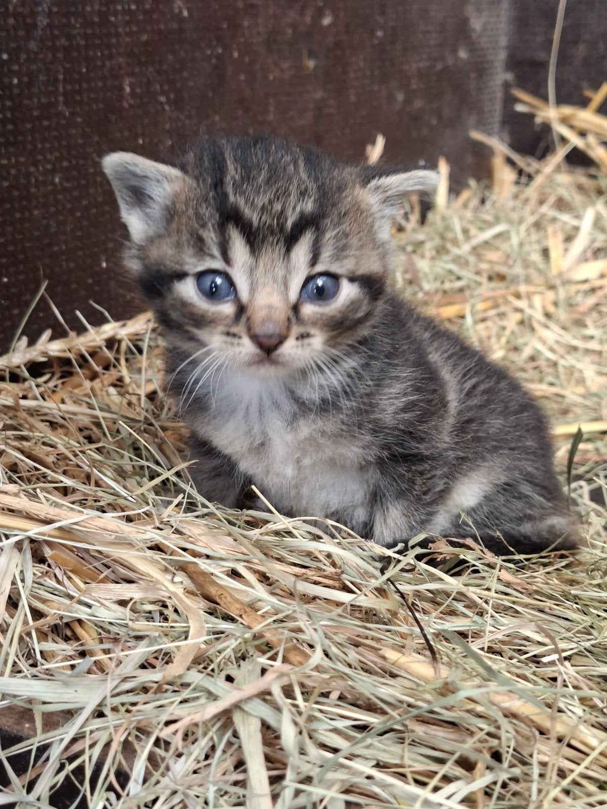 personeel gezocht, Dieren en Toebehoren, Poes, Kortharig, 0 tot 2 jaar