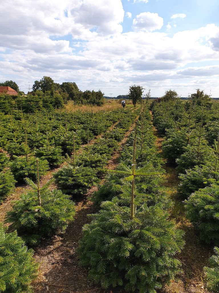 te  koop  kerstbomen., Ophalen, Nieuw