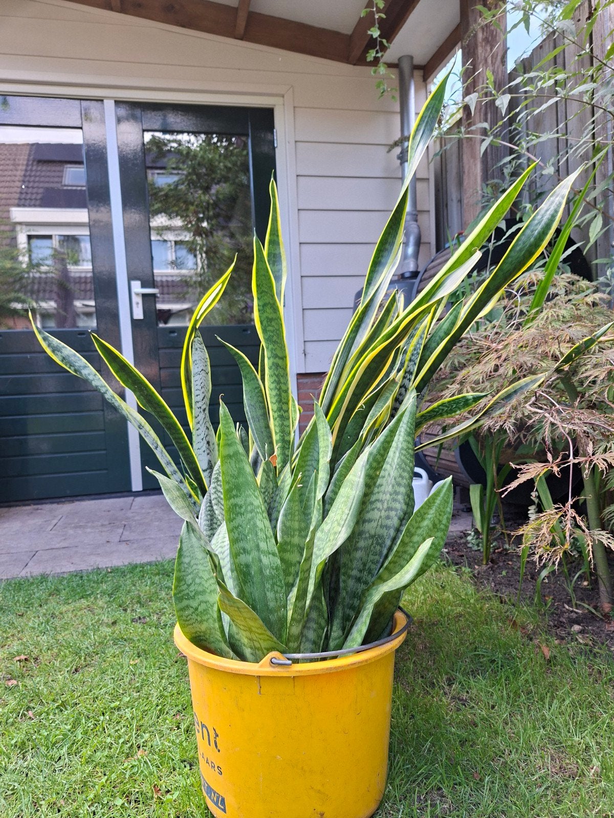 Sanseveria stekken - Makkelijk te verzorgen kamerplant, Vaste plant, Bloeit niet, Halfschaduw, Ophalen