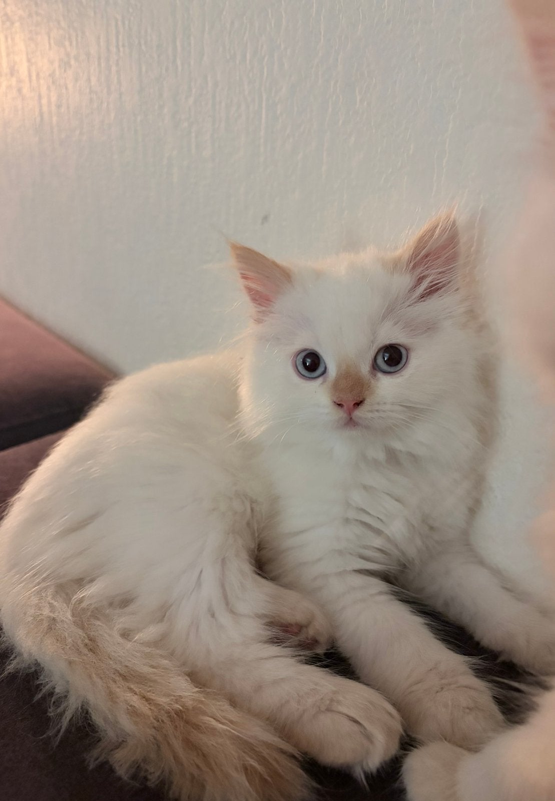 Prachtige langharige katertje met blauwe ogen, Kater, Langharig, 0 tot 2 jaar