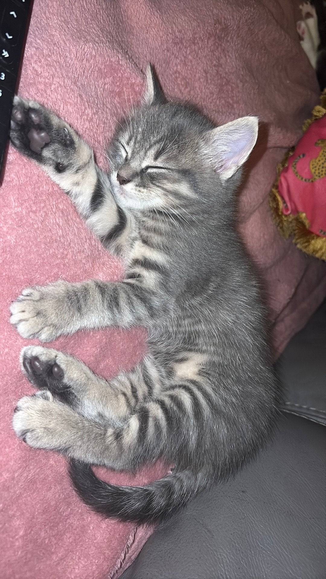 2 broertjes  nog beschikbaar 7,5 week ❤️, Dieren en Toebehoren, Katten en Kittens | Overige Katten, Meerdere dieren, Kortharig