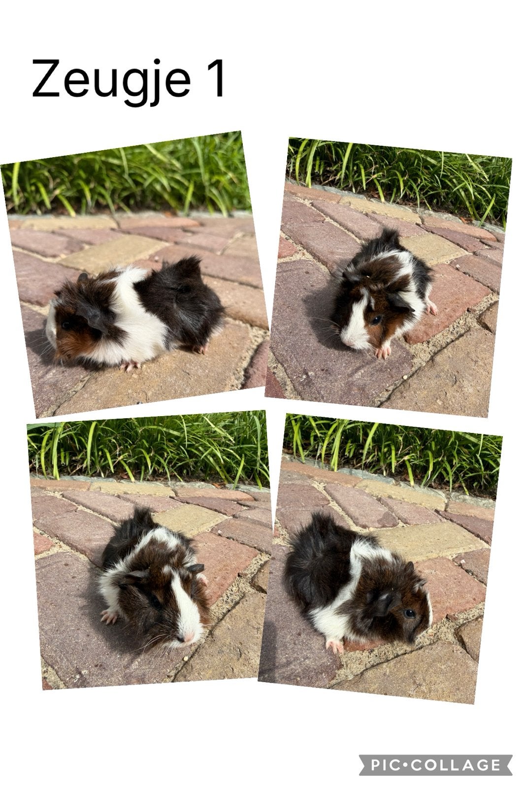 Prachtige jonge cavia zeugjes, Dieren en Toebehoren, Cavia, Juli, Vrouwelijk, Tam