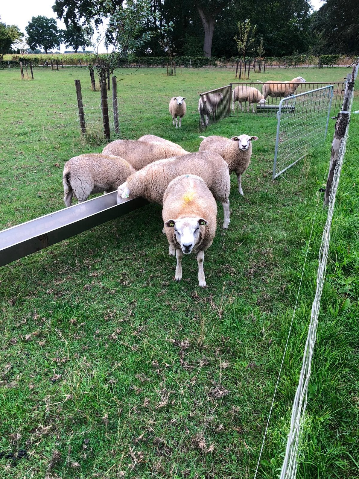 Schapen bokken swifter, Mannelijk, Schaap