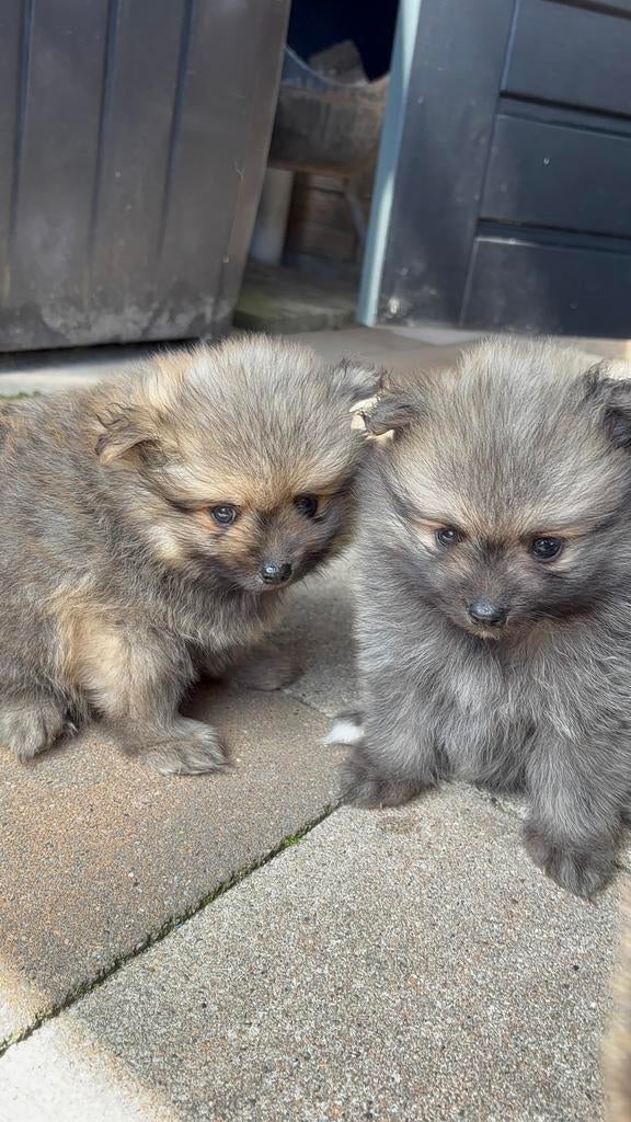 Prachtige Pomeriaan pups ️, Dieren en Toebehoren, Overige rassen, 8 tot 15 weken, Parvo, Meerdere