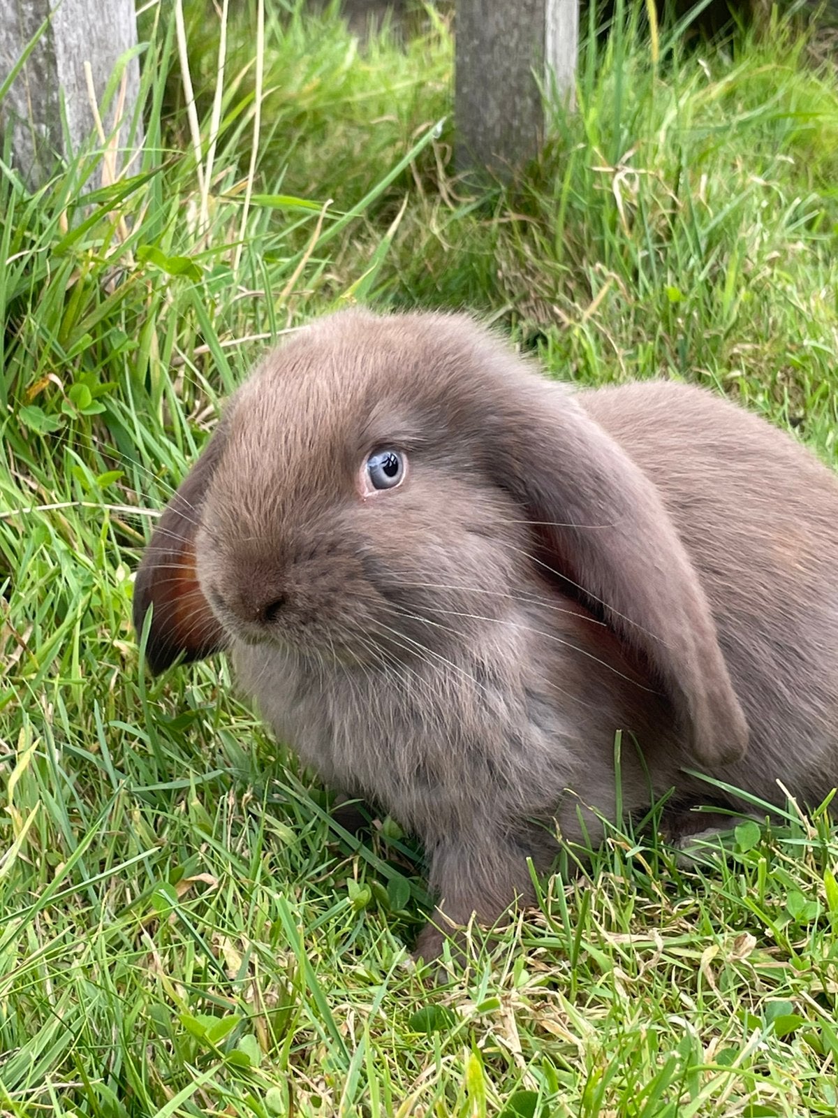 Fransehangoren, Dieren en Toebehoren, Konijnen, Meerdere dieren, Groot, 0 tot 2 jaar