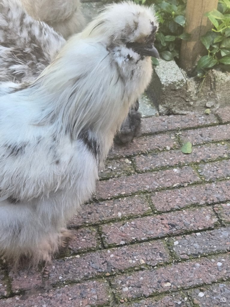 Zijdehoen, Dieren en Toebehoren, Pluimvee, Kip, Mannelijk