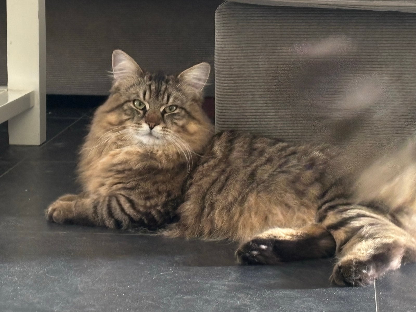 Main coon x Noorse boskat kittens, Dieren en Toebehoren, Katten en Kittens | Raskatten | Langhaar, Meerdere dieren, Ontwormd, 0 tot 2 jaar