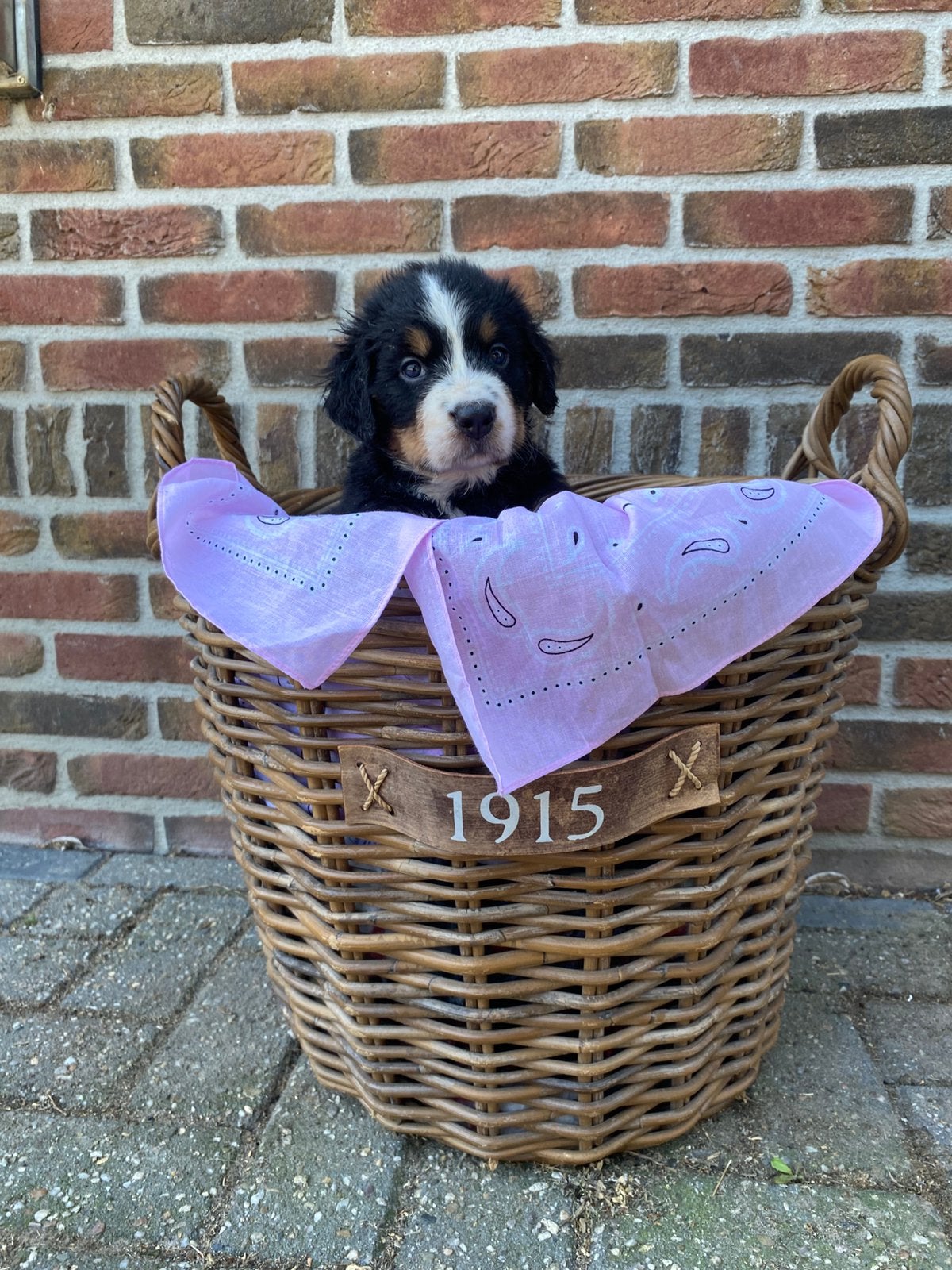 Berner Sennen pups met stamboom te koop, Nederland, Parvo, Overige rassen, 8 tot 15 weken