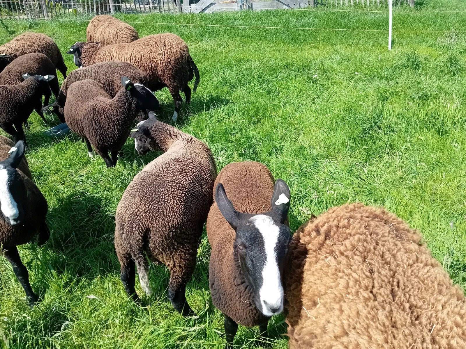 Zwartbles lammeren, Dieren en Toebehoren, Meerdere dieren, Schaap, 0 tot 2 jaar