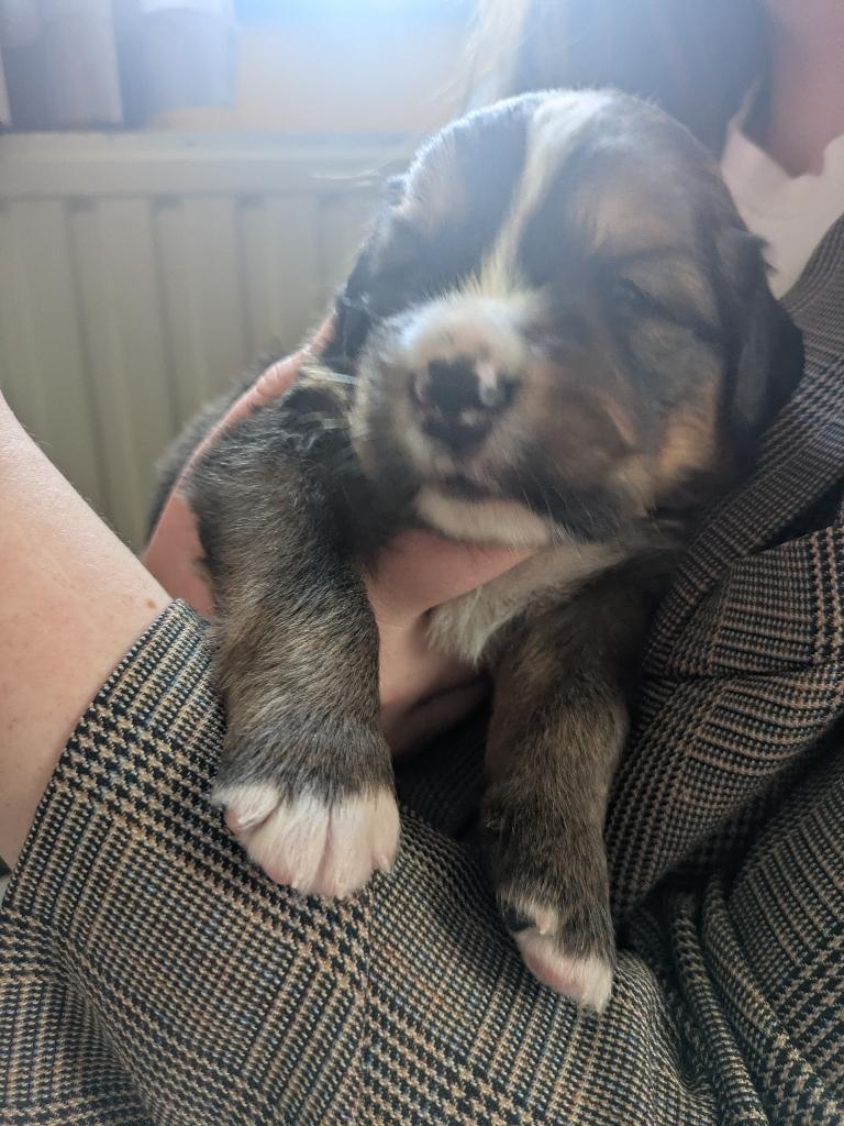 Pups ( Berner Sennen x Sint Bernard x New Foundlander), Parvo, Meerdere, Meerdere dieren, Nederland