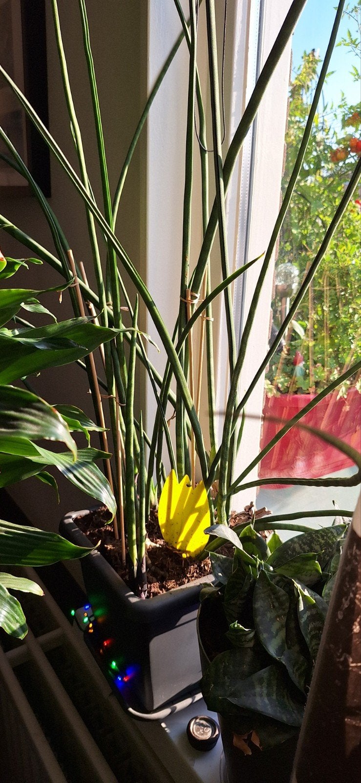 sanseveria, Huis en Inrichting, Groene kamerplant, Ophalen, Halfschaduw, Minder dan 100 cm