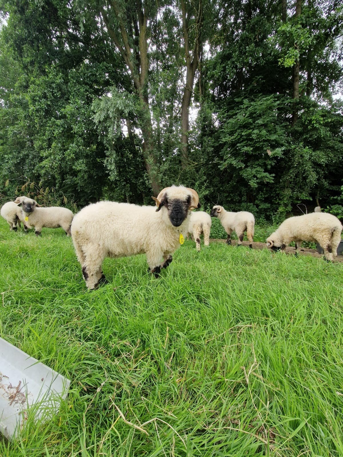 Walliser schwarznase  koppel ooien, Dieren en Toebehoren, Vrouwelijk, Schaap