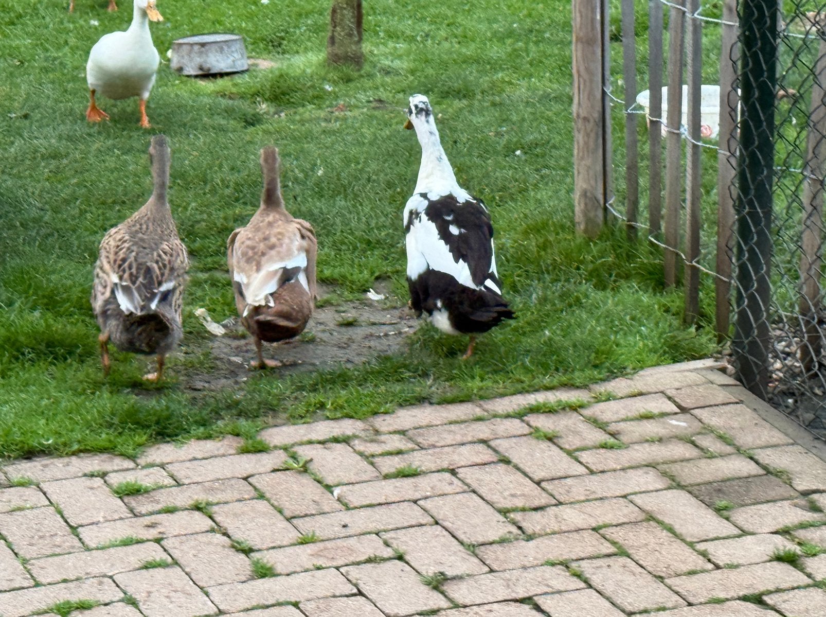 Jonge loopeenden, Meerdere dieren, Eend