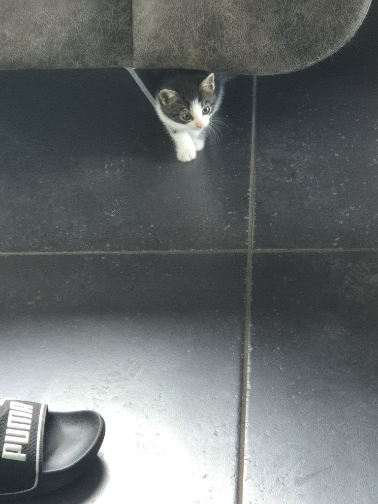 Kitten, Meerdere dieren, 0 tot 2 jaar