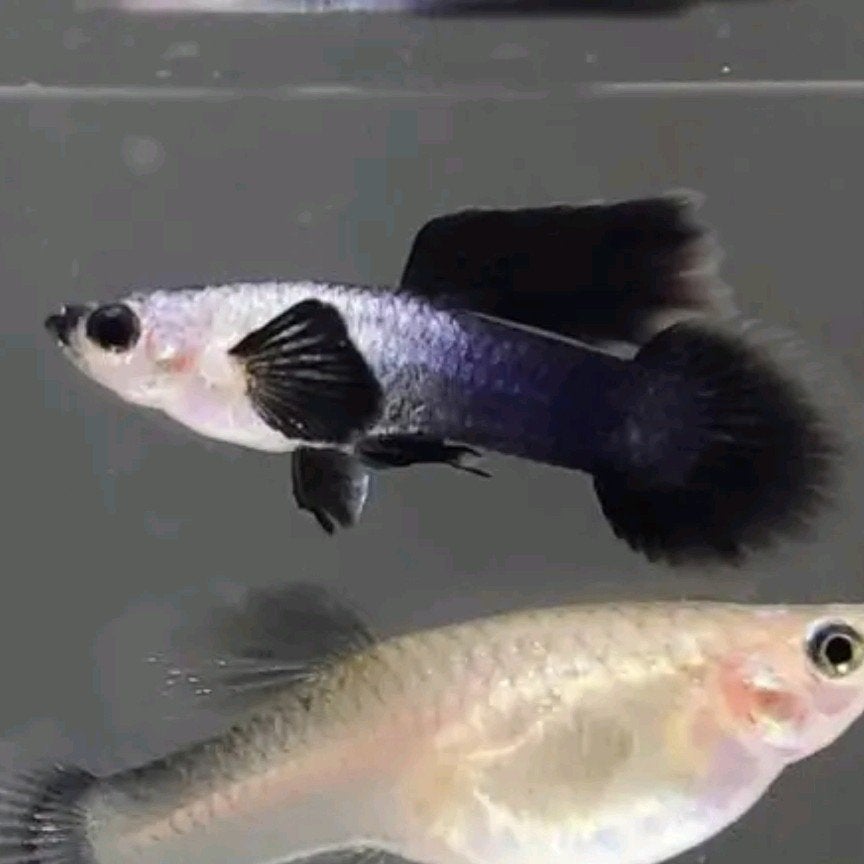 Panda guppy, Dieren en Toebehoren, Vissen | Aquariumvissen, Vis