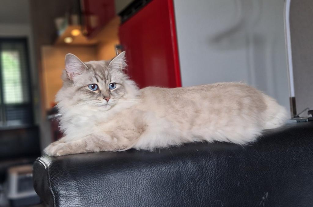 Nieuw huisje gezocht voor mijn Siberische katten, Poes, Ontwormd
