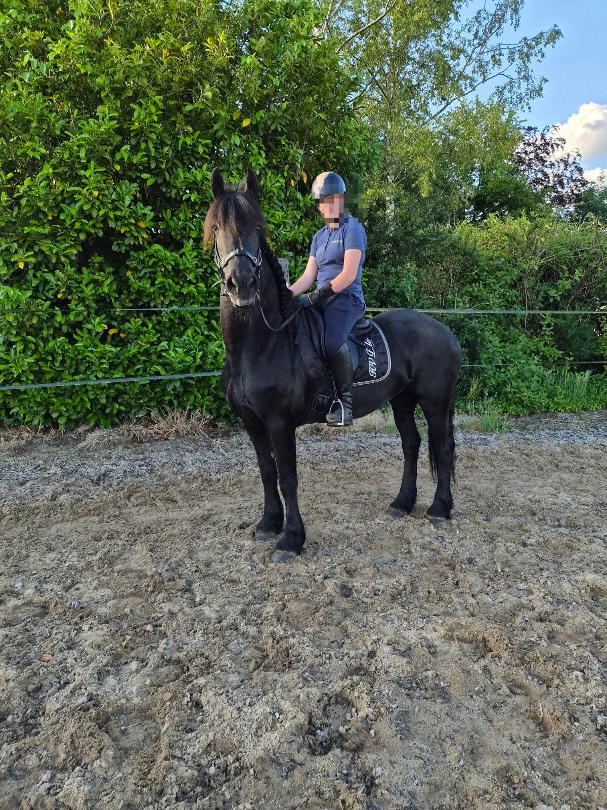 Lieve friese merrie, Dieren en Toebehoren, Paarden, Merrie, Met stamboom, L, 160 tot 165 cm