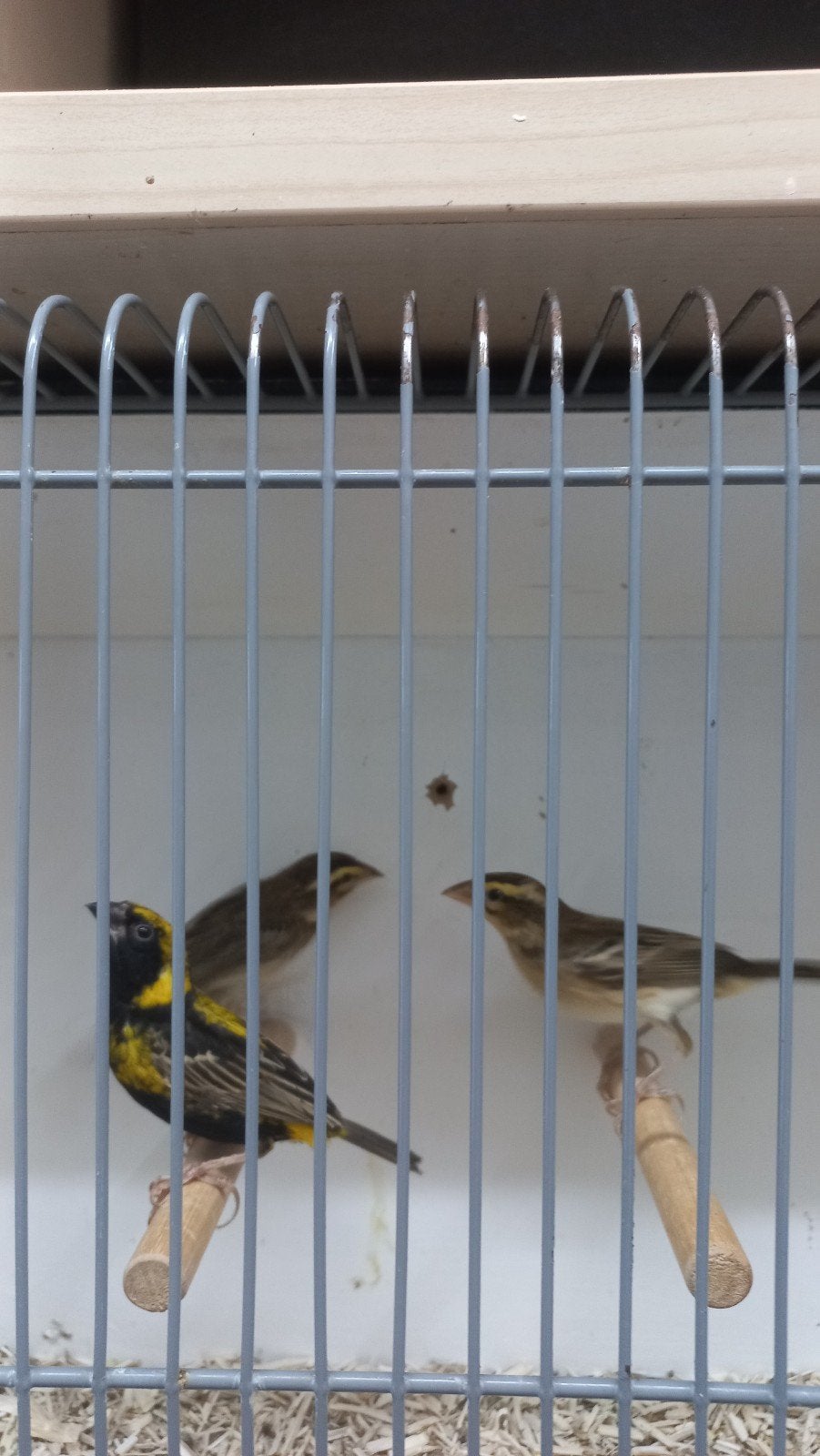 div tropische  vogels, Dieren en Toebehoren, Meerdere dieren, Tropenvogel