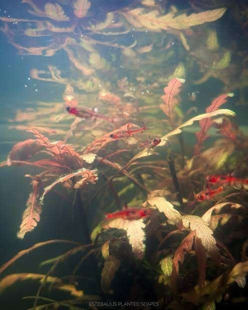 10x boraras naevus/strawberry rasbora, Vis, Zoetwatervis, Schoolvis
