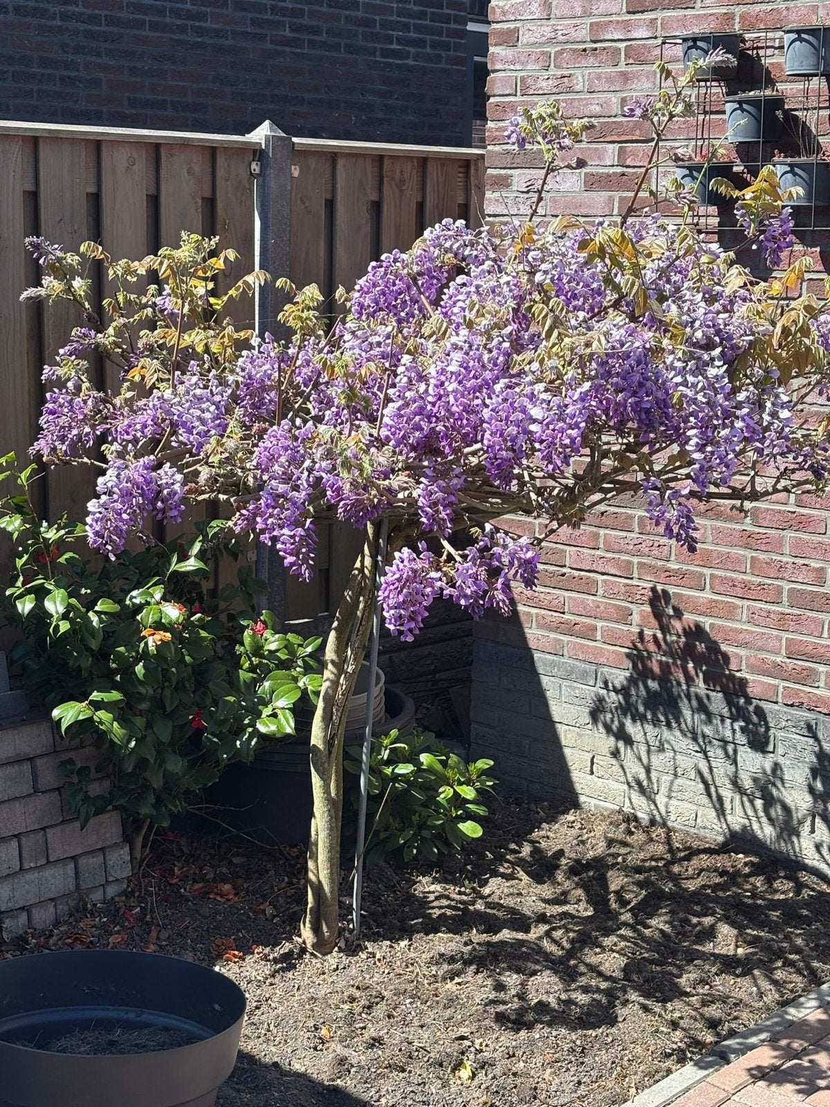 Blauwe regen (Wisteria) - Prachtige plant op stam, Tuin en Terras, Ophalen, Volle zon, Vaste plant, Klimplanten