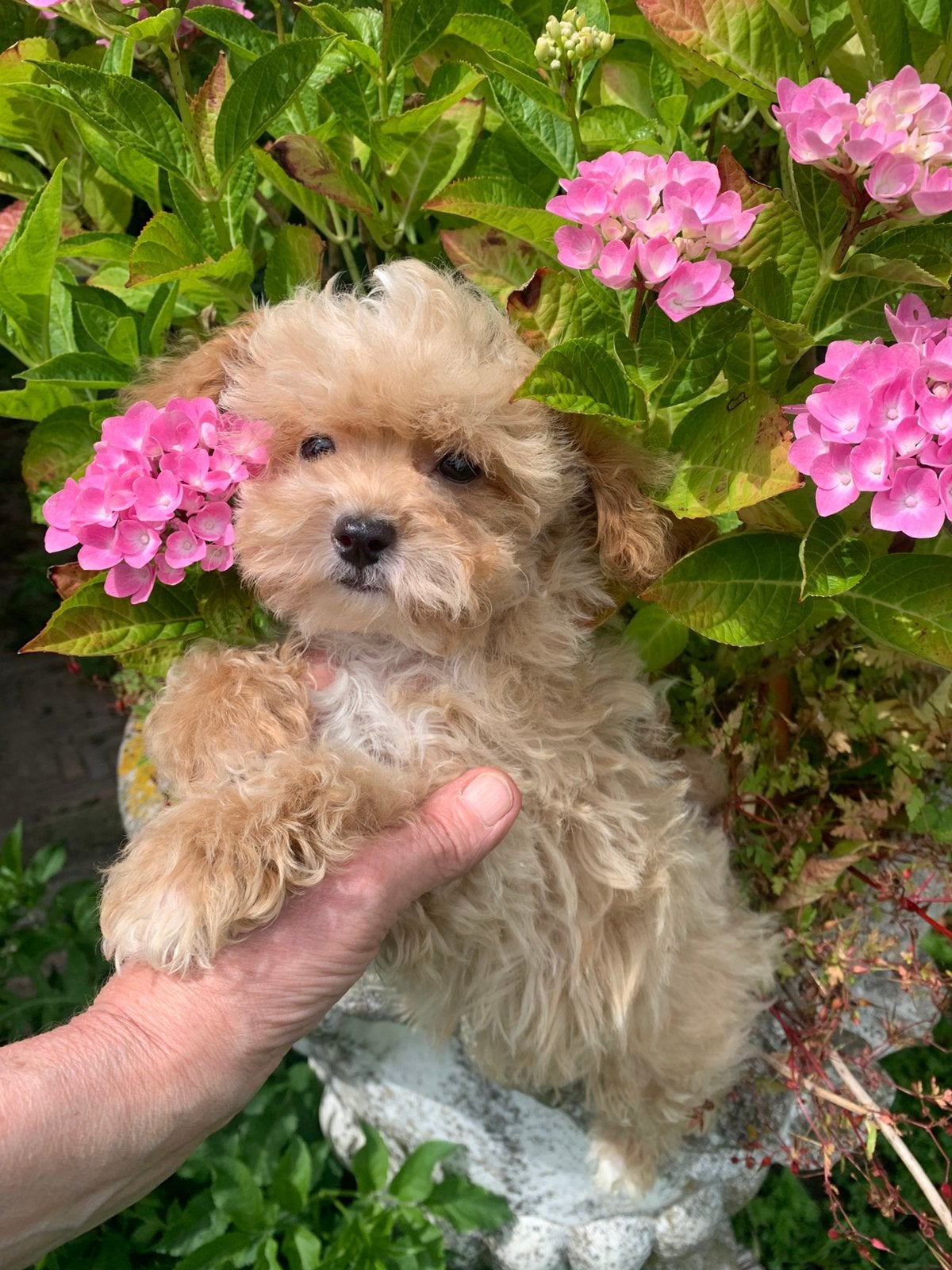 Schitterende Mini Maltipoo, Parvo, 8 tot 15 weken, Eén hond, Nederland