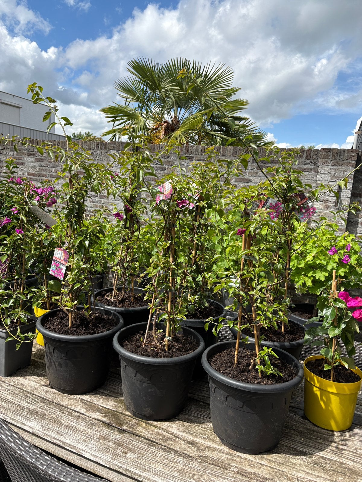 Diverse bougainvillea’s geleid als piramide vorm in pot!!, Volle zon, Vaste plant, Zomer, Ophalen