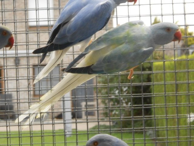 halsbanden opaline bleekstaart, Dieren en Toebehoren, Meerdere dieren, Parkiet, Geringd