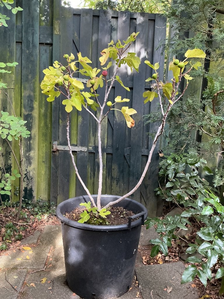 Vijg, Ophalen, Volle zon, Vijgenboom, 100 tot 250 cm