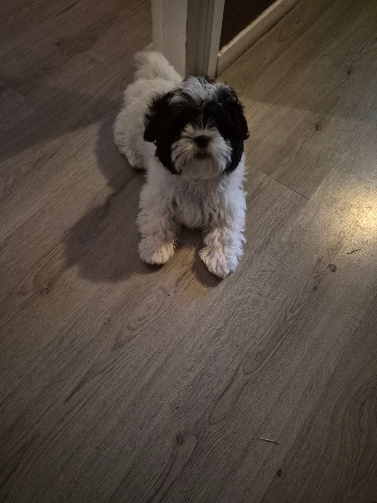 Shih tzu pup/Maltezer, Parvo, Overige rassen, 8 tot 15 weken, Teef