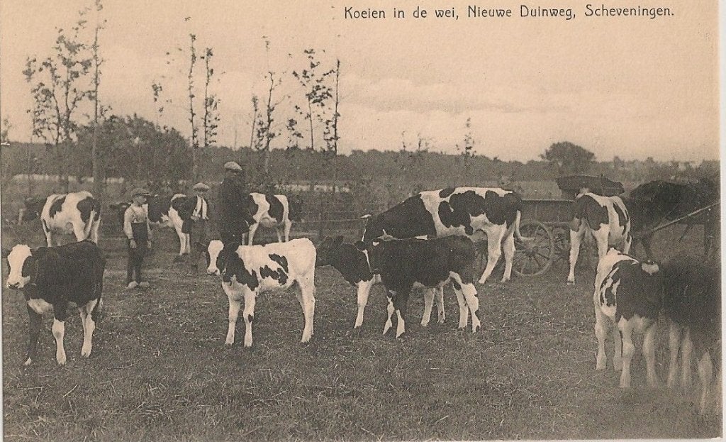 Scheveningen  /  koeien, Verzenden, 1940 tot 1960, Ongelopen, Zuid-Holland