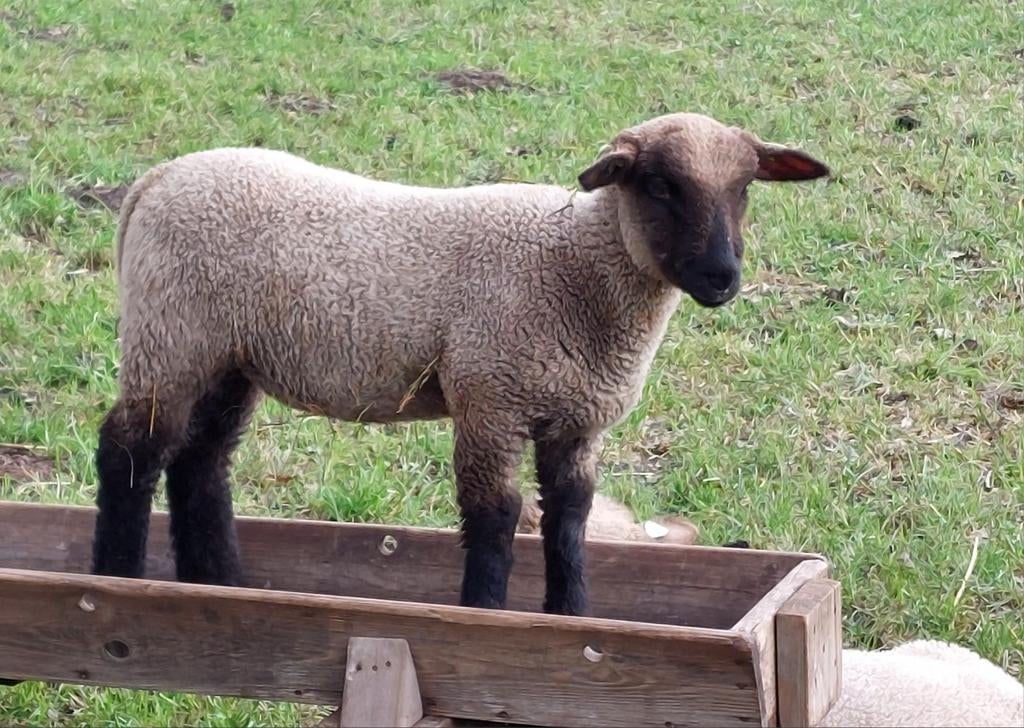 Te koop Duitse Zwartkop lammeren, Meerdere dieren, Schaap