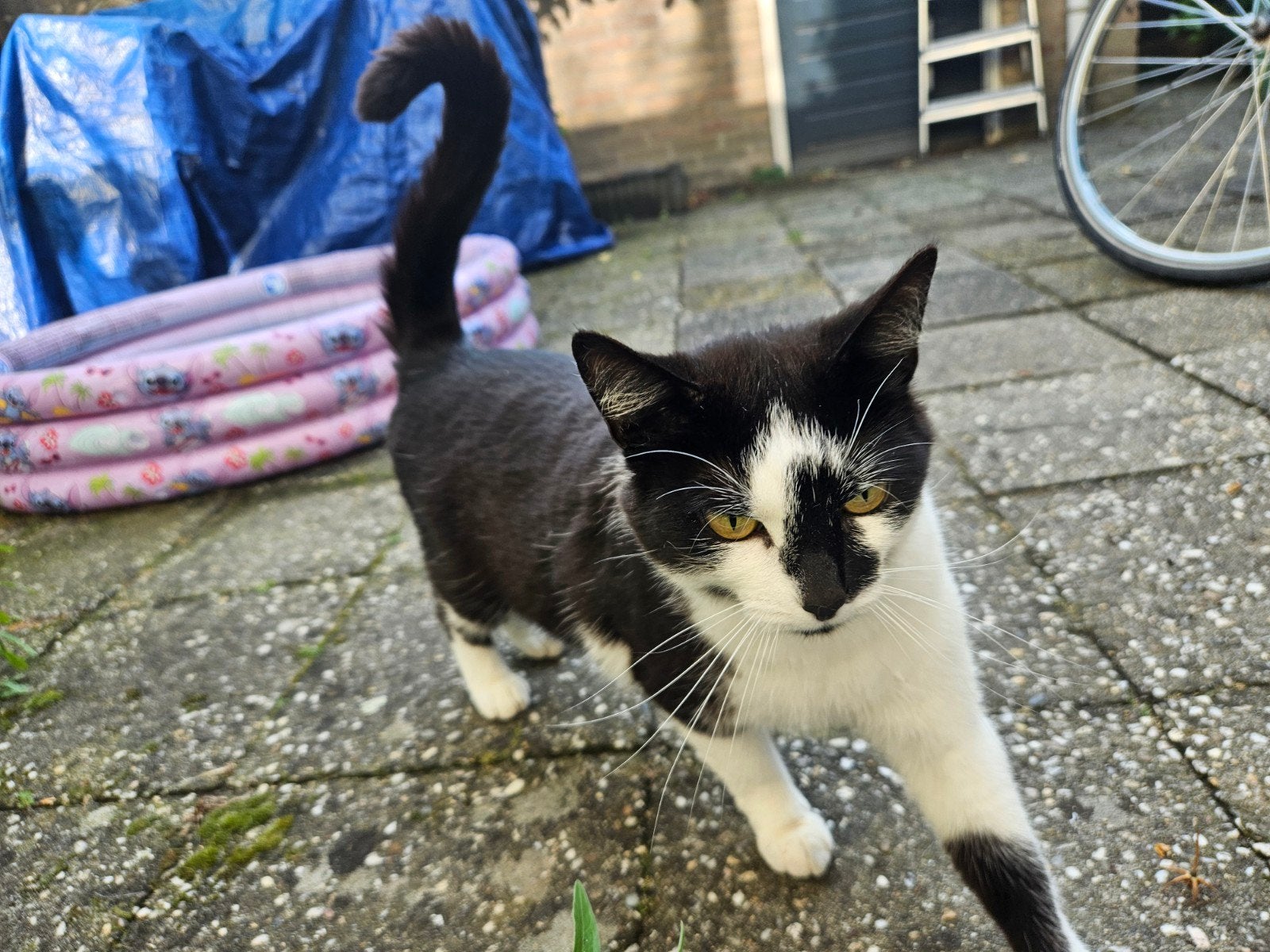 Kat 4 jaar spoed, Dieren en Toebehoren, Katten en Kittens | Overige Katten, Poes