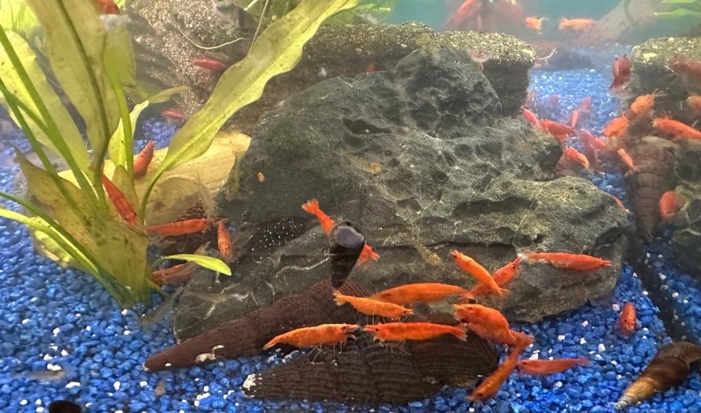 Tangerine Blood Sunkist garnalen, Kreeft, Krab of Garnaal, Zoetwatervis