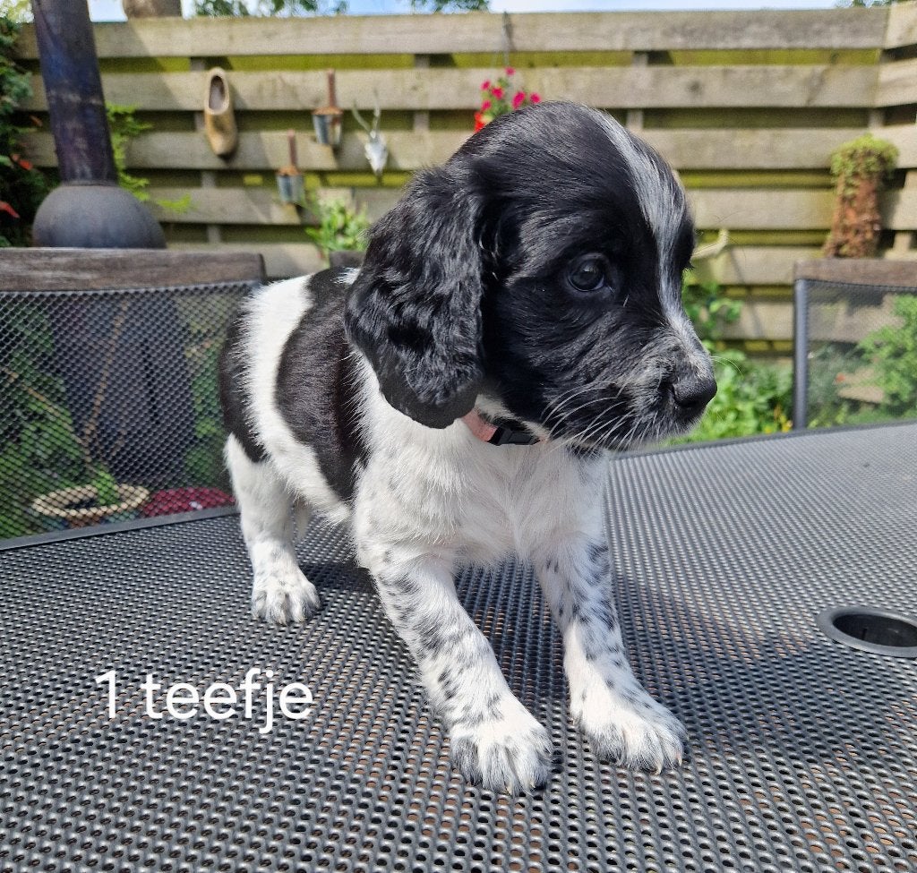 Friese stabij puppy's  van Sasha - met nieuwe foto's, Dieren en Toebehoren, Honden | Niet-rashonden, Parvo, 8 tot 15 weken, Meerdere