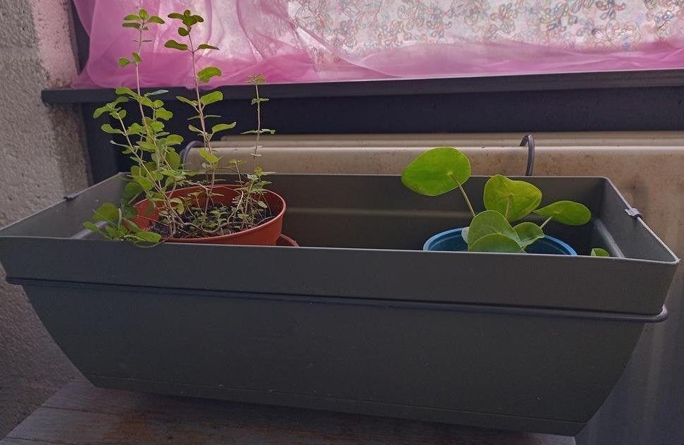 Easyday plantenbak balkonbak bloembak groen, Kunststof, Gebruikt, Minder dan 30 cm, Minder dan 60 cm