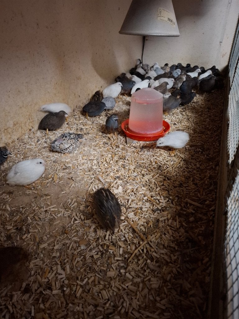 Grote keuze uit chinese kwartels, ook broedeieren, Meerdere dieren, Overige soorten
