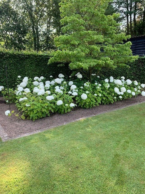 aangeboden hortensia's STRONG ANNABEL 45 stuks, Vaste plant, Halfschaduw, Zomer, Ophalen