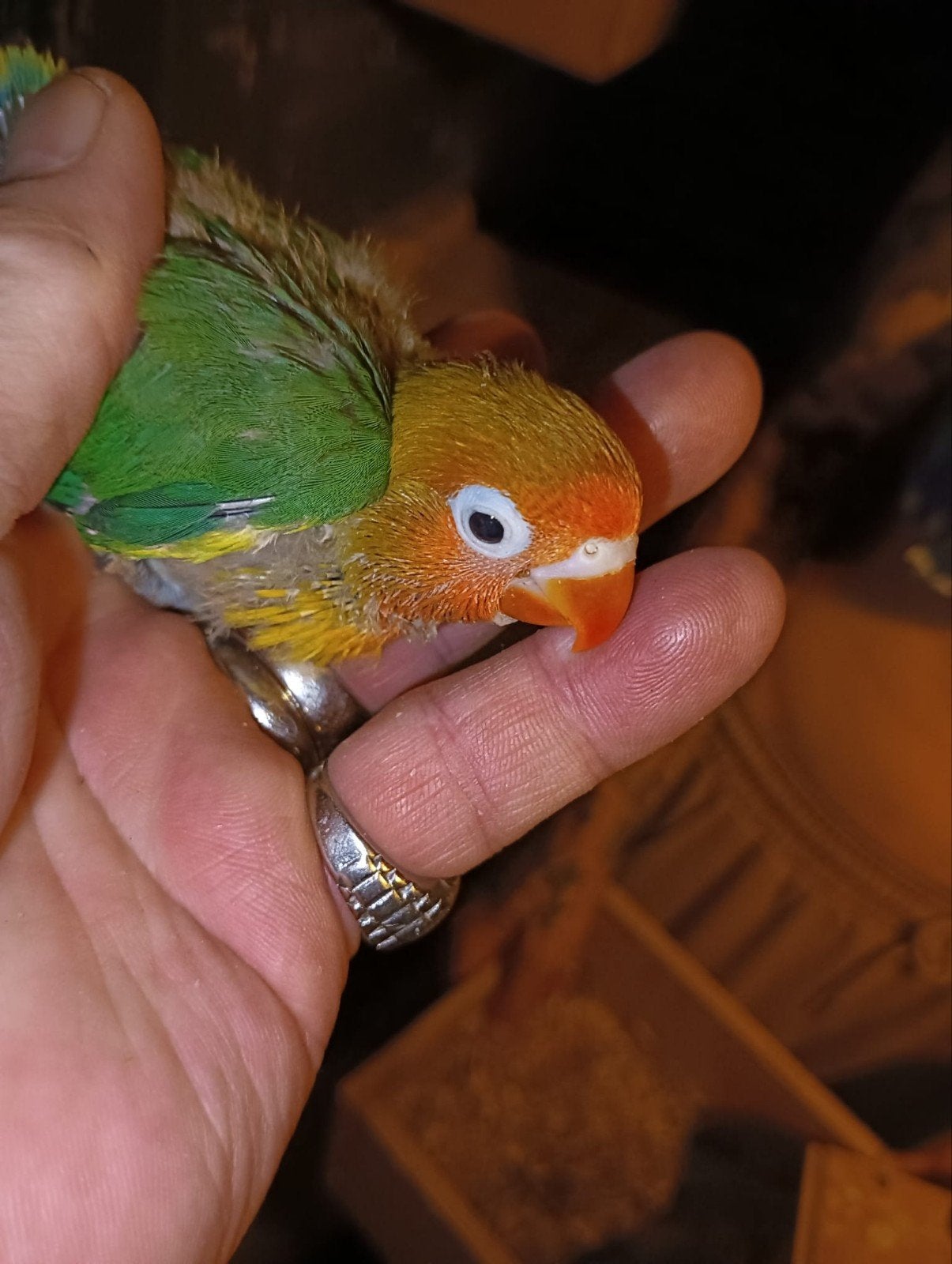 baby dwergpagaaitje om tam te maken, Dieren en Toebehoren, Vogels | Parkieten en Papegaaien