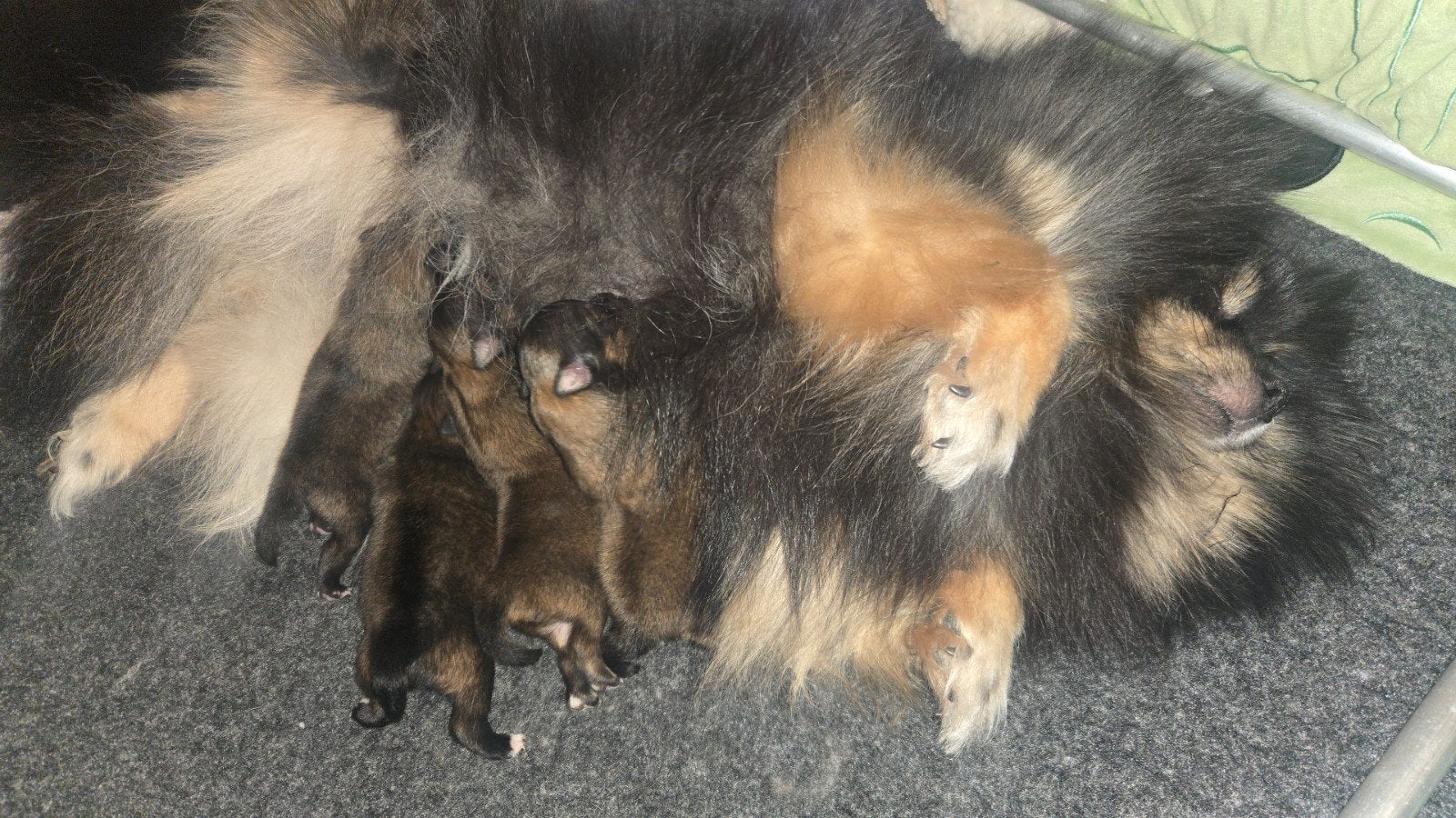 Pomeriaan, Dieren en Toebehoren, 8 tot 15 weken, Meerdere, Nederland, Particulier