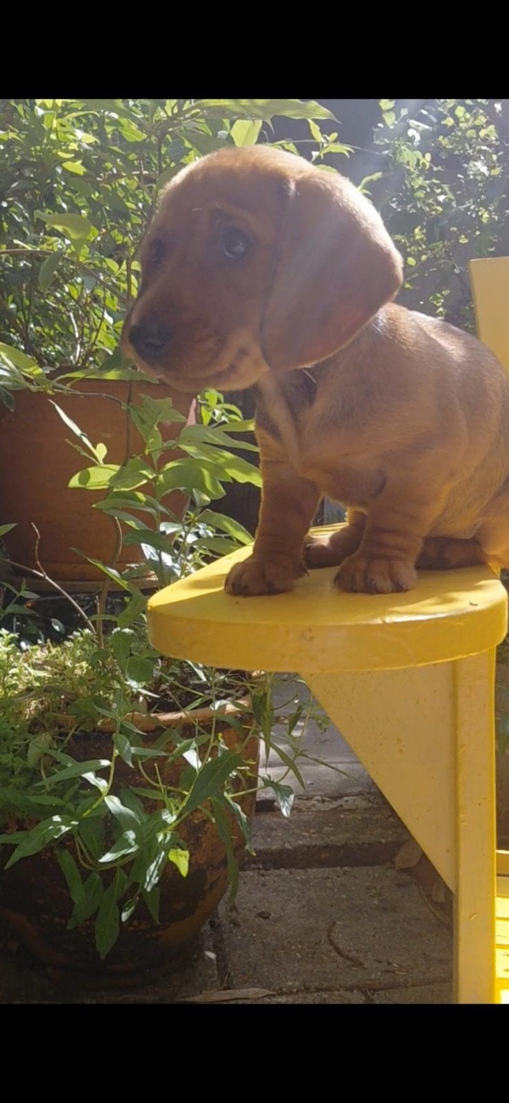 Teckel teef pupje, 8 tot 15 weken, Parvo, Eén hond, Nederland