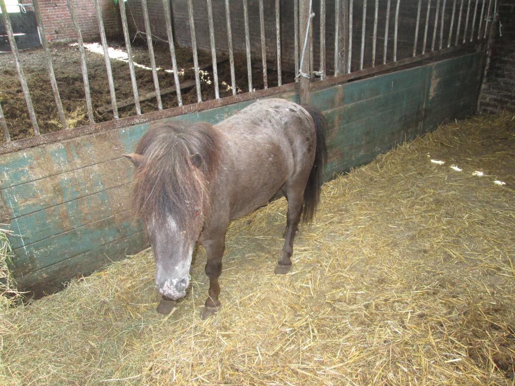 appaloosa dekhengstjes  87cm, Dieren en Toebehoren, Pony's, Hengst, Niet van toepassing, A pony (tot 1.17m), Westernpony, 0 tot 2 jaar