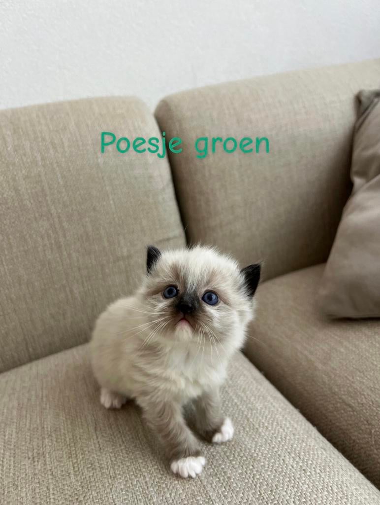 Prachtige Ragdoll kittens zoeken een liefdevol thuis, Meerdere dieren, Ontwormd