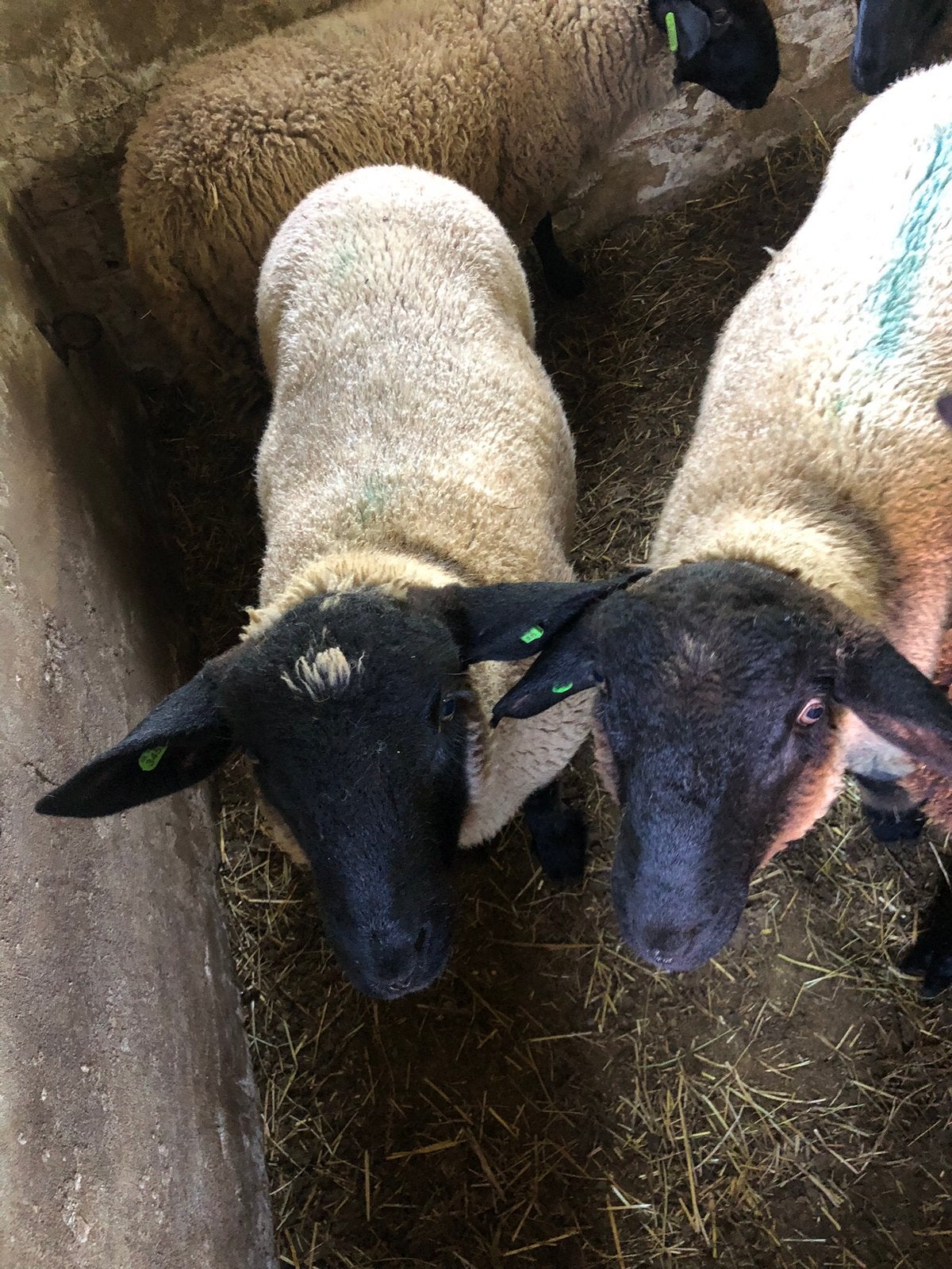 Suffolk rammen ( dekrammen), Dieren en Toebehoren, Schapen, Geiten en Varkens, Mannelijk, Schaap